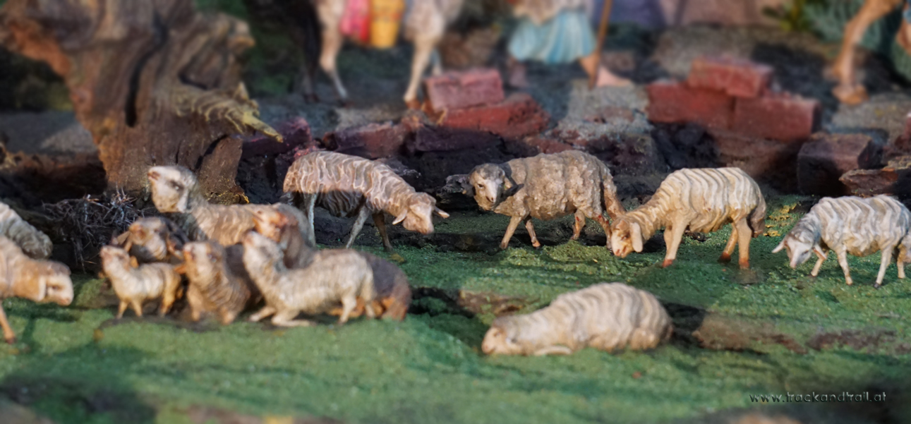 Gruppen Schafgruppe Verkuendigung