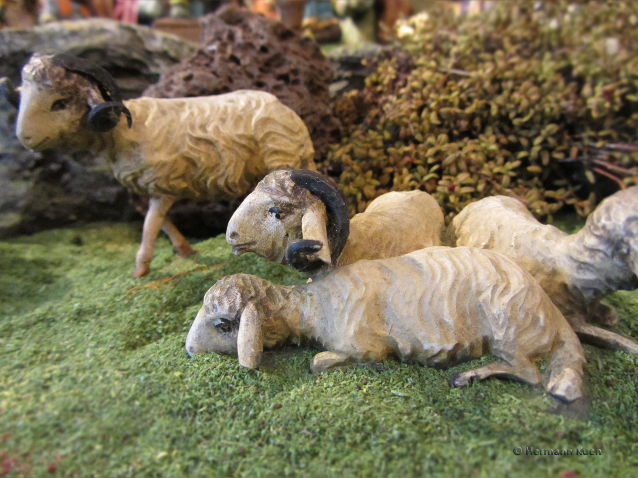 Gruppen Schafgruppe Vordergrund liegend