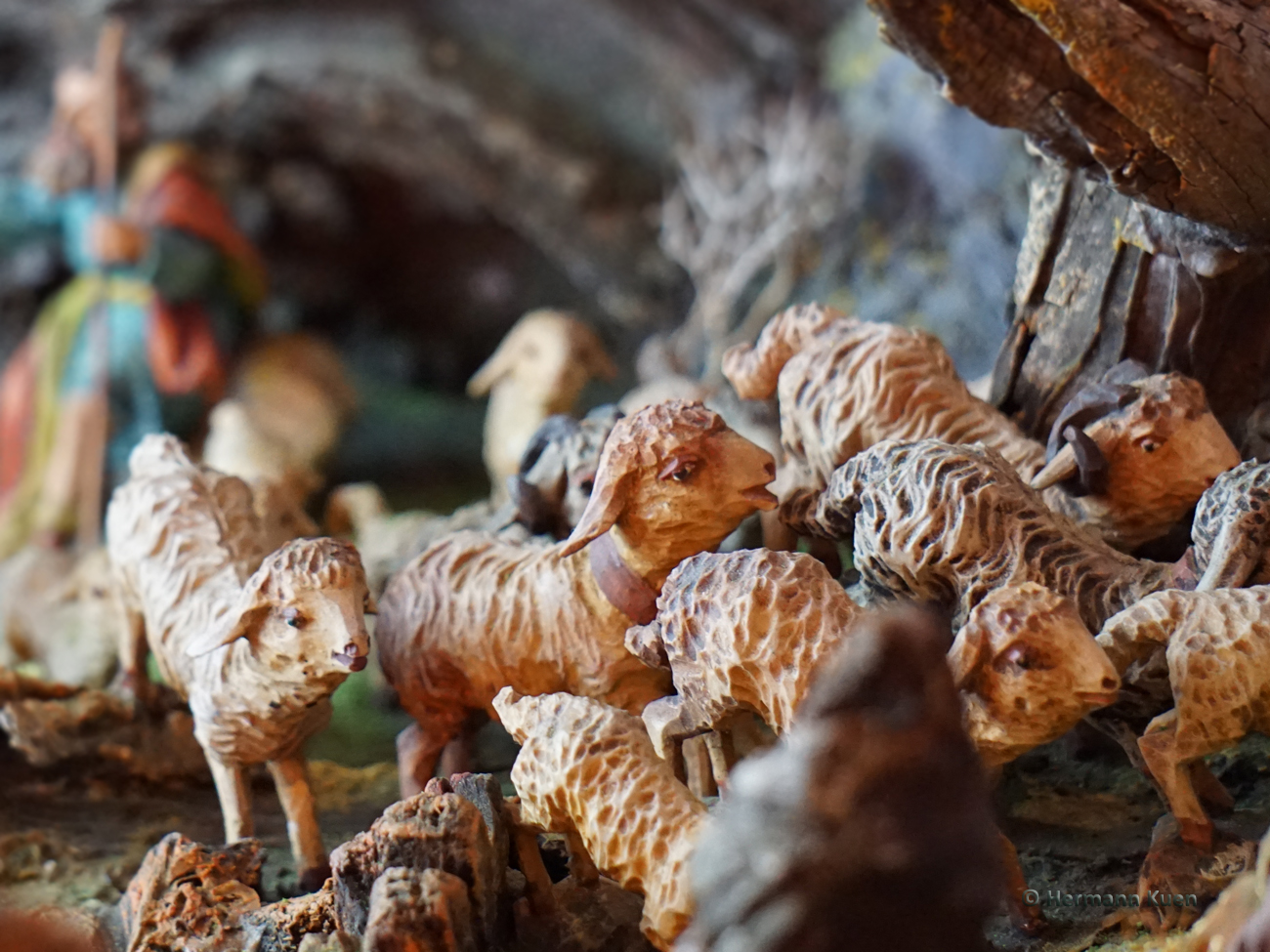 Gruppen Schafgruppe laufend