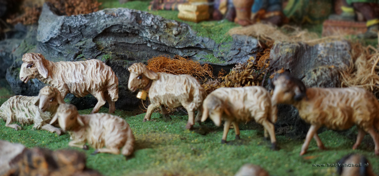 Gruppen Schafgruppe vorne